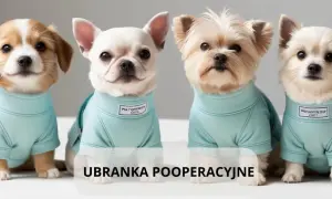 Gdzie kupić ubranko pooperacyjne dla psa i uniknąć kłopotów?