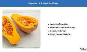 A halved butternut squash, showing its seeds and flesh, illustrates the benefits of squash for dogs, including improved digestion and weight management.