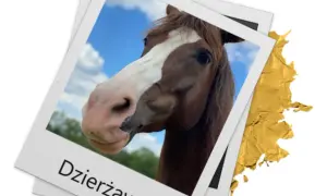 Stajnia koni Warszawa Białołęka: najlepsze lekcje jazdy i opieka nad końmi