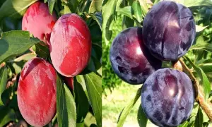 Dwa rodzaje śliw japońskich: czerwone i ciemnofioletowe, w tym odmiana Black Amber, dojrzewają na gałęziach wśród zielonych liści.