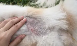 Hand streichelt Hund mit kahlen Stellen und Hautirritationen, Anzeichen von Hund Haarausfall.
