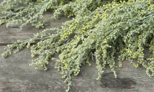 Büschel von Beifuß mit kleinen gelben Blüten auf verwittertem Holz. Die Wermut Wirkung ist vielfältig, von verdauungsfördernd bis entzündungshemmend.