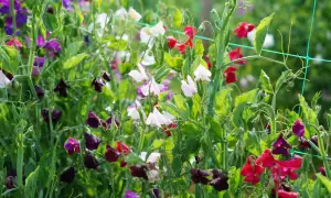 En frodig rabatt med luktärter i olika färger, som en vacker april månadsblomma. Vattenpärlor glänser på blommorna.