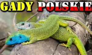 Jaszczurka gad czy płaz? Odkryj kluczowe różnice między nimi