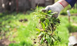 Gezupftes Unkraut fällt aus einer behandschuhten Hand. Ein natürlicher Unkrautvernichter für den Garten.