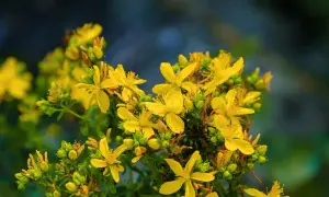 Ein Strauß leuchtend gelber Johanniskrautblüten. Manche berichten von Johanniskraut und Gewichtszunahme, doch diese Blüten sind ein Symbol für die Kraft der Natur.