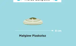 Jakim morzem jest Bałtyk? Odkryj jego tajemnice i cechy