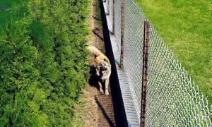 Pies przy siatkowym płocie, otoczony zielenią. Jak zabezpieczyć płot przed psem? Gęste żywopłoty mogą pomóc.