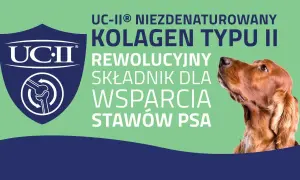 Co na stawy dla psa: skuteczne suplementy, które poprawią zdrowie stawów