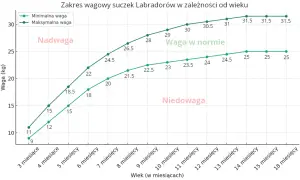 Labrador 3 miesiące waga: minimalna 9 kg, maksymalna 11 kg. Wykres pokazuje zakres wagowy suczek Labradorów.