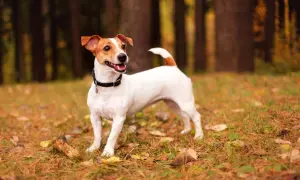 Wesoły jack russell terrier w jesiennym lesie, gotowy do zabawy.