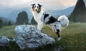 Ein bunter Mini Australian Shepherd Labrador Mix steht auf einem Felsen in den Bergen.