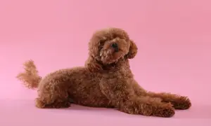 Un caniche toy marrón, uno de los tipos de caniche, descansa sobre un fondo rosa.