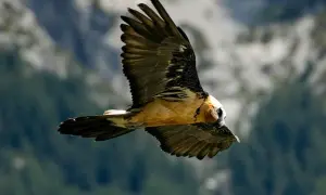 Un majestuoso quebrantahuesos surca los cielos de los Picos de Europa, con sus alas extendidas y su plumaje detallado.