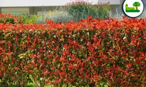 Eine Hecke aus glanzmispel oder kirschlorbeer mit leuchtend roten jungen Blättern und grünen älteren Blättern.