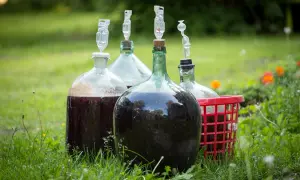 Duże balony z ciemnym płynem, gotowe na produkcję domowego wina z soku winogronowego. Widać rurki fermentacyjne.