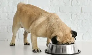 Mops je z zagnaniem w misce. Czy tłuszcz z kurczaka uczula psa? To pytanie nurtuje wielu właścicieli.