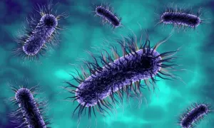 Wizualizacja bakterii Escherichia coli, które mogą powodować infekcje dróg moczowych.