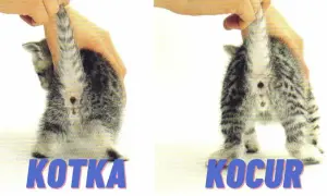 Jak rozpoznać płeć kotka - proste sposoby na identyfikację płci