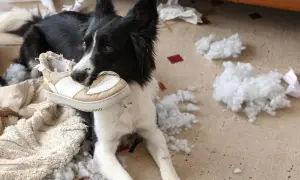 Pies rasy border collie z butem w pysku, otoczony kłębkami wypełnienia. Wygląda na to, że to objawy lęku separacyjnego u psa.