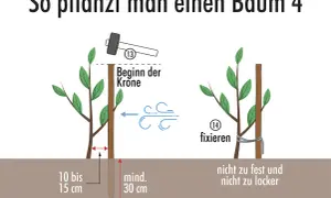Anleitung zum Baum pflanzen: Pfahl einschlagen, Baum anbinden. Nicht zu fest, nicht zu locker.
