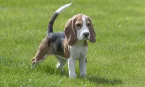 Ein Beagle-Welpe steht im Gras. Sein Schwanz ist erhoben, aber der Hund wedelt nicht mit Rute.
