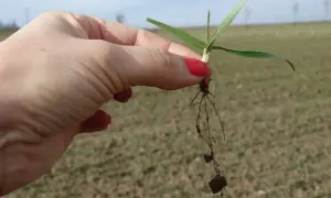 Dłoń trzyma małą roślinkę z korzeniami. Widać, że gleba jest uboga, ale zastosowanie wapna magnezowego może poprawić jej strukturę i dostarczyć niezbędnych składników odżywczych.