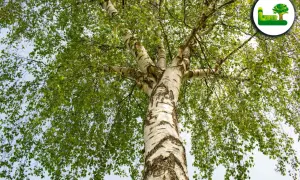 Ein majestätischer **Birke Baum** mit weißer Rinde und üppigem grünen Laubwerk, das sich gegen den hellen Himmel abhebt.