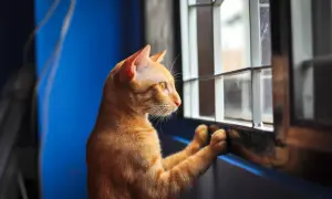An orange cat with yellow eyes stares out a window, paws pressed against the sill, a clear sign of cat separation anxiety.