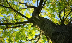 Patrząc w górę, widzimy rozłożyste korony drzew z zielonymi liśćmi i błękitnym niebem.