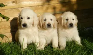 Trzy urocze, małe pieski rasy golden retriever siedzą w trawie na tle drewnianego płotka.