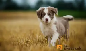 Border Collie szczeniak: Ile karmy, by rósł zdrowo? Sprawdź!