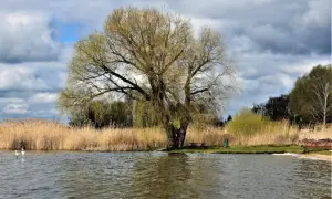 Wierzba nad jeziorem w Zbąszyniu, idealne miejsce na relaks. W tle trzciny i chmury.