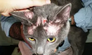 Gato gris con calvas notables en la cabeza y orejas, mostrando piel rosada y una pequeña herida.