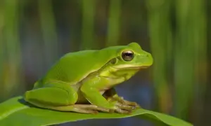 Jaskrawozielona żabka drzewna siedzi na liściu, gotowa do skoku.