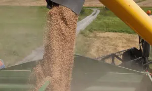Zboże paszowe wysypuje się z kombajnu do przyczepy. Żniwa w pełni, widać pole i drogę.