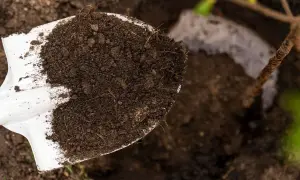Jak zakwasić glebę pod hortensje? Skuteczny poradnik krok po kroku