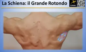 Muscoli schiena: il grande rotondo evidenziato con grafiche.