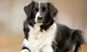 Ein Border Collie Australian Shepherd Mix liegt entspannt im Gras. Sein schwarz-weißes Fell und die aufmerksamen Augen machen ihn zu einem Blickfang.