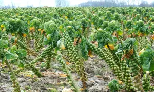 Reife Rosenkohlpflanzen stehen in Reih und Glied auf einem Feld. Die kleinen Röschen sind dicht an den Stängeln angeordnet.