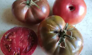 Pomidor Czarny Książe, ciemny, soczysty, obok czerwonego. Przekrojony ukazuje bogactwo nasion.