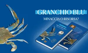Il granchio blu, minaccia o risorsa? Libri esplorano il fenomeno, con ricette e interviste.