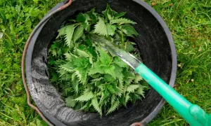 W czarnym wiadrze pełnym pokrzyw widać strumień wody z zielonej konewki. Powstaje naturalny nawóz z pokrzywy.