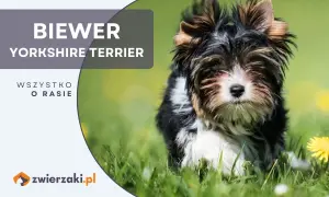 Uroczy szczeniak rasy Biewer Yorkshire Terrier siedzi na trawie.