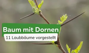 Ein Ast mit jungen Blättern und langen, spitzen Dornen. Der Text "Baum mit Dornen" und "11 Laubbäume vorgestellt" ist überlagert.