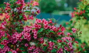 Üppige, pinke Weigelienblüten im Garten. Ein Rückschnitt sorgt für gesunde Triebe und reiche Blüte im nächsten Jahr.