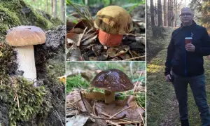 Gdzie na grzyby Szczecin? Odkryj najlepsze miejsca na zbieranie grzybów