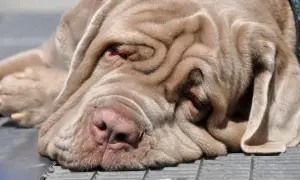 Ein schläfriger Mastino Napoletano mit tiefen Falten im Gesicht ruht sich aus.