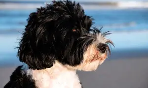 Perro de agua negro y blanco en la playa. ¿Cuánto dura un perro de agua? ¡Toda la vida si lo cuidas bien!