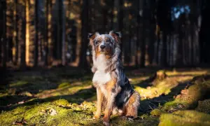 Ein wunderschöner Australian Shepherd sitzt im Sonnenlicht im Wald. Sein Fell ist eine Mischung aus Grau, Braun und Weiß.